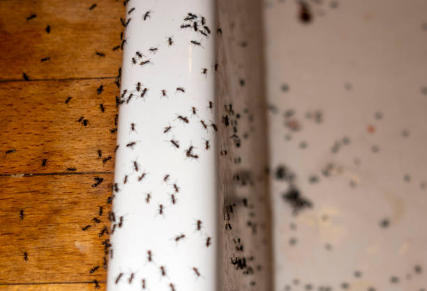 Best Pest Inspection Near Me  in Grand Bay, AL