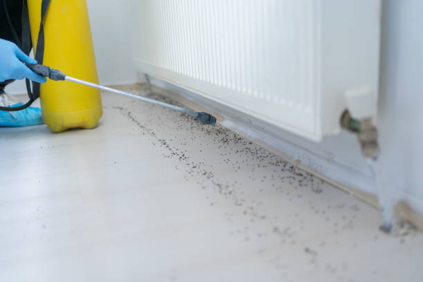 Best Ant Control Services  in Grand Bay, AL